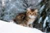 hezeki9viikkoa20127_small.jpg