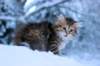hezeki9viikkoa20128_small.jpg