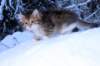 huldah9viikkoa20111_small.jpg