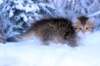 huldah9viikkoa20113_small.jpg