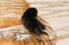 img_8998_small.jpg