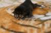 img_9004_small.jpg