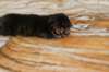 img_9005_small.jpg