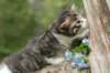 ibsanboy4weeks285201313_small.jpg