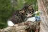 ibsanboy4weeks285201314_small.jpg