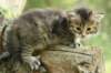ilanagirl4weeks28520133_small.jpg