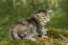 ilanagirl4weeks28520134_small.jpg
