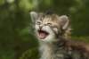 ilanagirl4weeks28520135_small.jpg