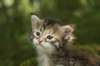 ilanagirl4weeks28520136_small.jpg