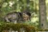ilanagirl4weeks28520137_small.jpg
