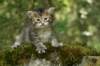 ilanagirl4weeks28520138_small.jpg