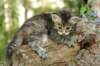 ilanagirl4weeks2852013_small.jpg