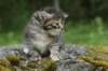 indiagirl4weeks285201311_small.jpg