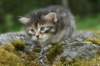 indiagirl4weeks285201312_small.jpg