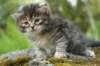 indiagirl4weeks285201313_small.jpg