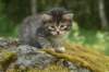 indiagirl4weeks285201315_small.jpg