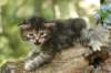 indiagirl4weeks28520132_small.jpg