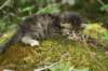 indiagirl4weeks28520133_small.jpg