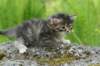 indiagirl4weeks28520136_small.jpg