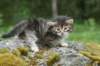 indiagirl4weeks28520137_small.jpg