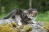 indiagirl4weeks28520138_small.jpg