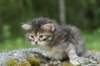 indiagirl4weeks28520139_small.jpg
