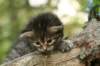 indiagirl4weeks2852013_small.jpg
