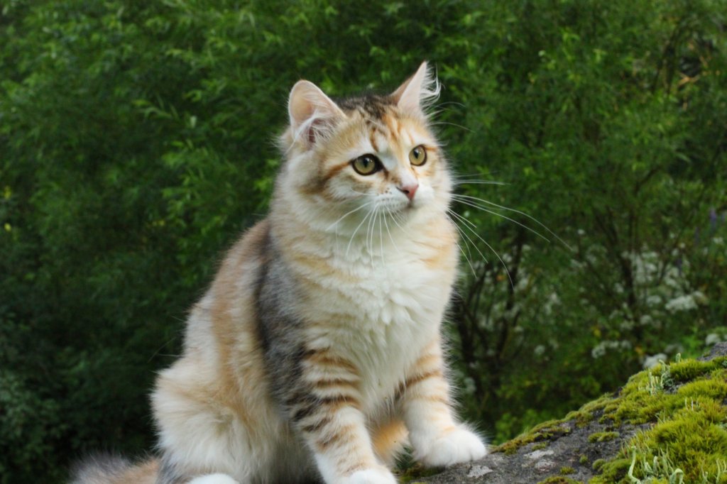 iuniaimg_7800.jpg