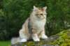 iuniaimg_7801_small.jpg