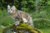 ibbie4kk3viimg_786010_small.jpg