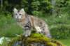 ibbie4kk3viimg_786011_small.jpg