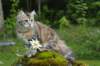 ibbie4kk3viimg_786013_small.jpg