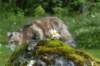 ibbie4kk3viimg_786014_small.jpg