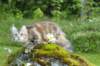 ibbie4kk3viimg_786015_small.jpg