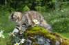 ibbie4kk3viimg_786016_small.jpg