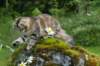 ibbie4kk3viimg_786017_small.jpg