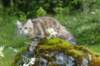 ibbie4kk3viimg_786018_small.jpg