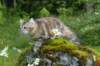 ibbie4kk3viimg_786019_small.jpg