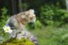 ibbie4kk3viimg_78601_small.jpg