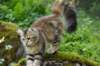 ibbie4kk3viimg_786022_small.jpg