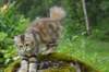 ibbie4kk3viimg_786023_small.jpg