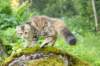 ibbie4kk3viimg_786024_small.jpg