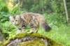 ibbie4kk3viimg_7860252_small.jpg
