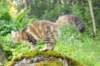 ibbie4kk3viimg_786026_small.jpg