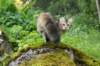 ibbie4kk3viimg_7860272_small.jpg