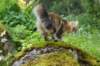 ibbie4kk3viimg_786028_small.jpg