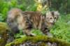 ibbie4kk3viimg_786029_small.jpg