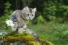 ibbie4kk3viimg_78602_small.jpg