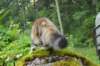 ibbie4kk3viimg_7860302_small.jpg