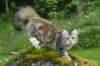 ibbie4kk3viimg_786031_small.jpg